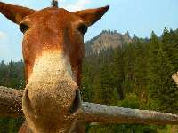 magruder mule